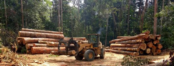 Best Hazardous Tree Removal  in Rye Brook, NY