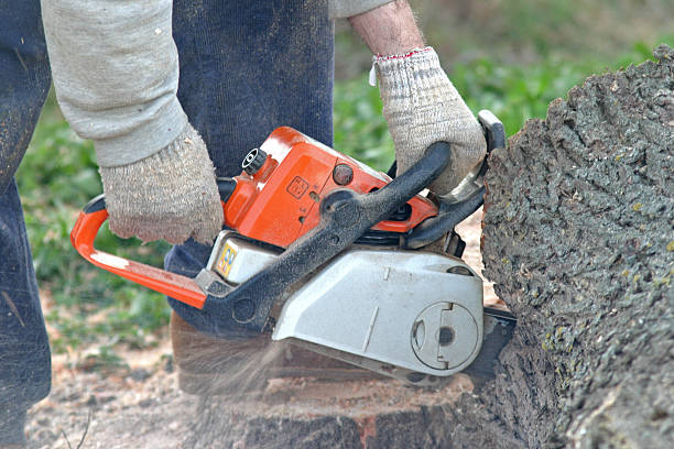 Best Seasonal Cleanup (Spring/Fall)  in Rye Brook, NY
