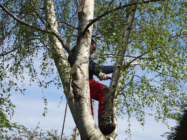 Best Storm Damage Tree Cleanup  in Rye Brook, NY