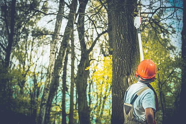 Trusted Rye Brook, NY Tree Care Experts