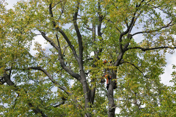How Our Tree Care Process Works  in  Rye Brook, NY